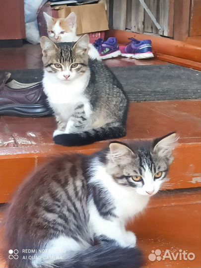Кошка в дар бесплатно