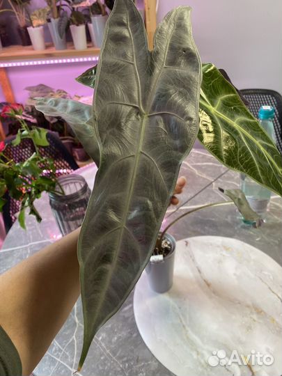 Локо, кортхалси, стингрей