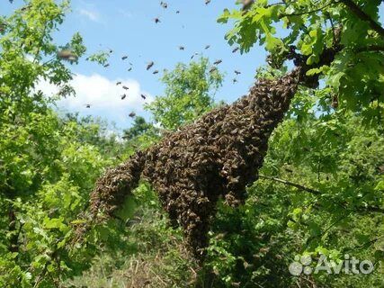 Сниму рой пчел