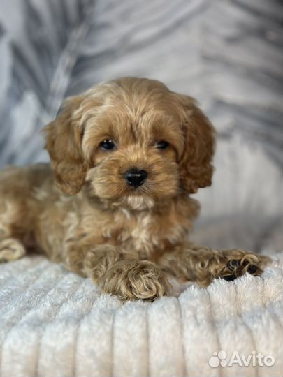 Собака кокапу