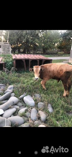 Бычок 7 месяцев