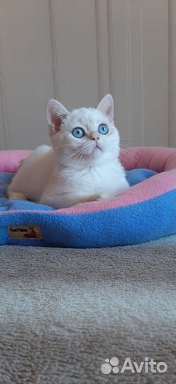 Британский котик