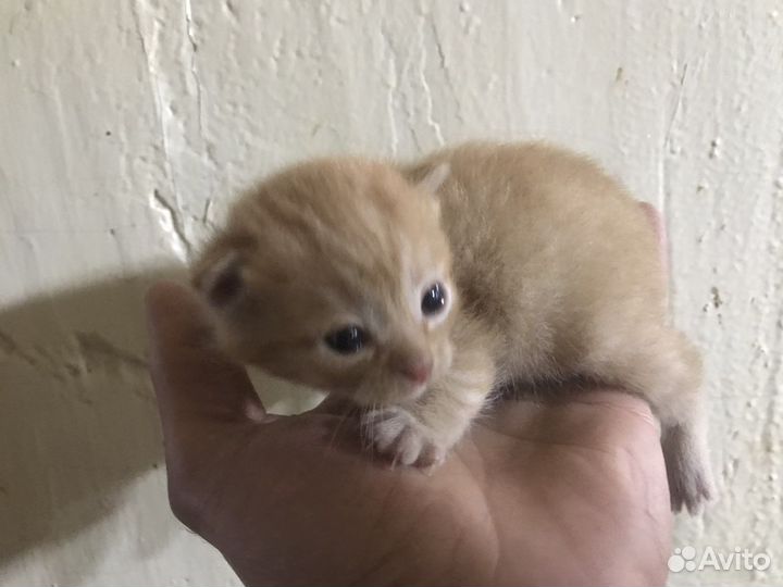 Кошка в дар бесплатно