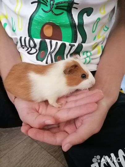 Морские свинки
