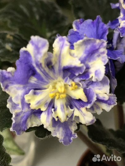 Фиалка сорта рс