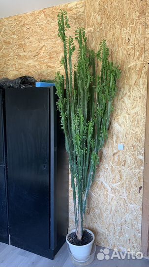 Молочай трехгранный