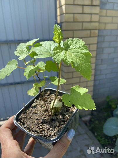 Пузыреплодник жёлтый