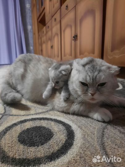 Британская вислоухая