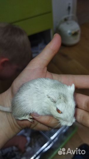 Песчанки бесплатно