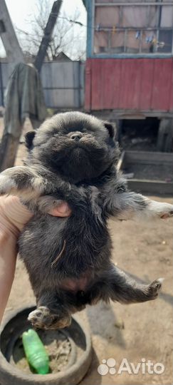 Продам щенка порода пико шпиц