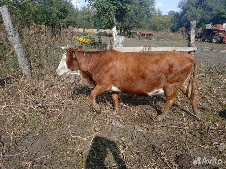 Коровы,свини