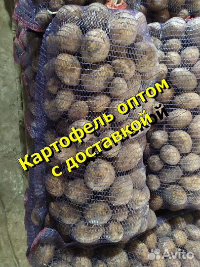 Картофель оптом с доставкой