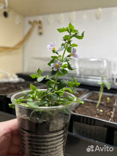 Бакопа рассада