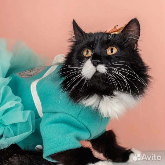 Сногсшибательная кошка в дар