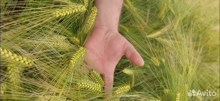 Ячмень Сорт Каррера