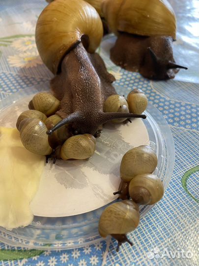 Архахатины иктерики