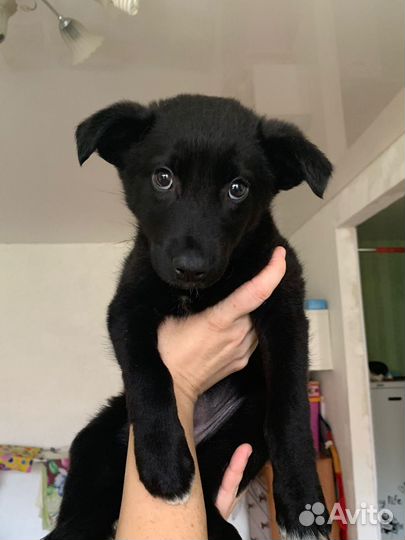 Девочка щенок