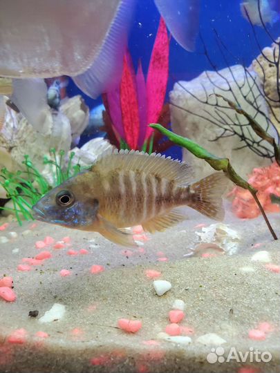 Аквариумные рыбы большие