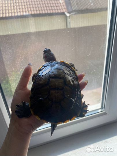Черепахи 2 мальчика