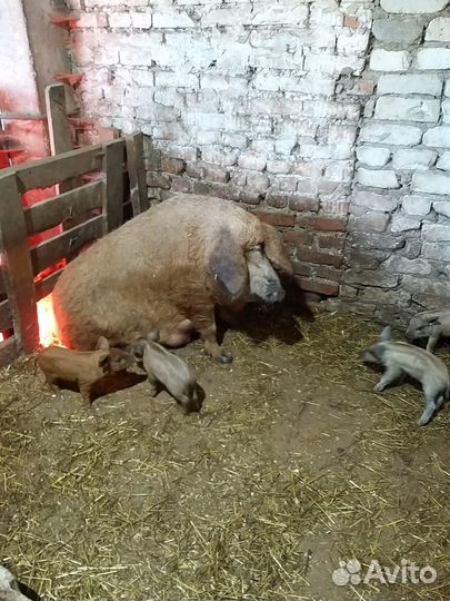 Продаются поросята венгерской мангалицы