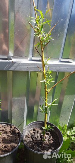 Саженцы ивы плакучей