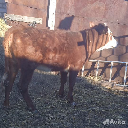 Коровы и тёлочка