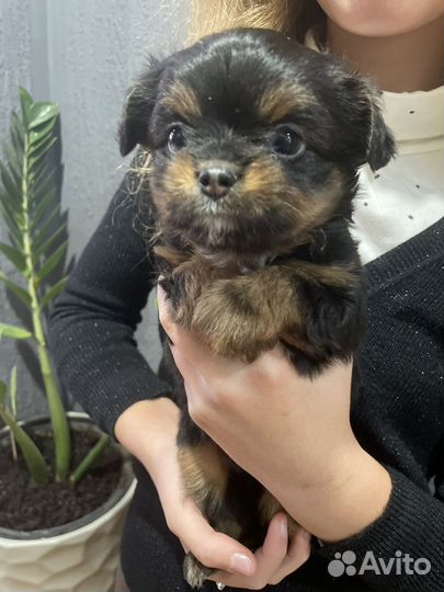 Чорки малыши