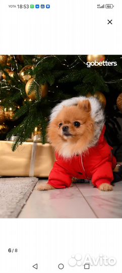 Продам комбинезон для маленькой собаки