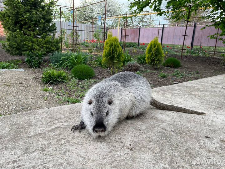 Нутрии на племя