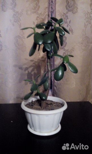 Продам денежное дерево (Толстянка), алоэ-столетник