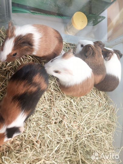 Морская свинка