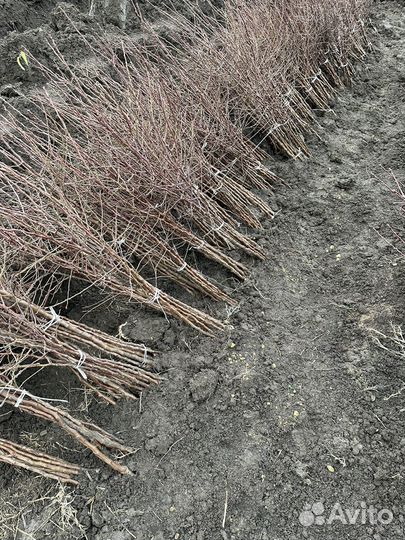 Миндаль саженцы