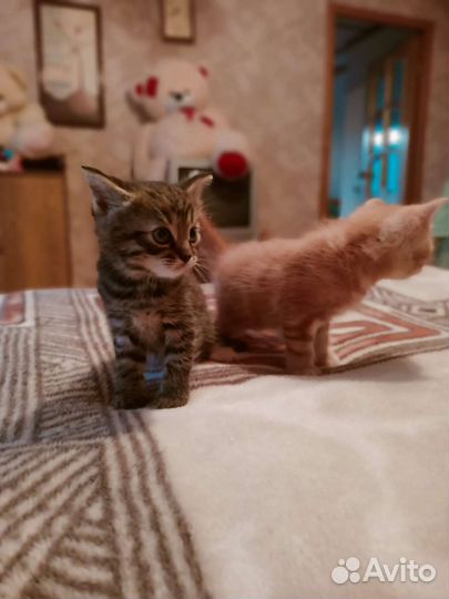 Котята