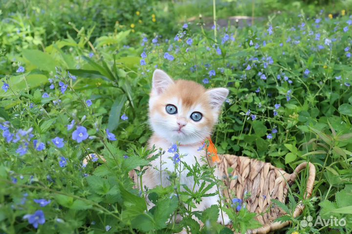 Британская кошка золотая шиншила