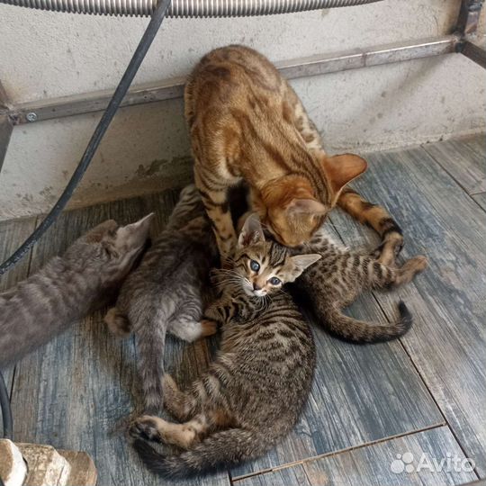 Кошка в дар бесплатно