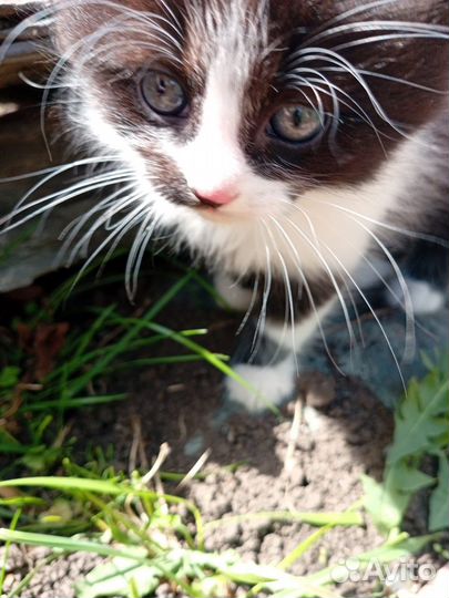 Котята сибирской кошки