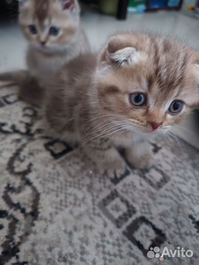 Шотландский коь