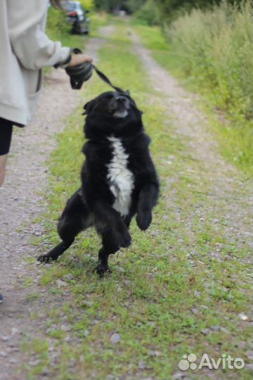 Собака в добрые руки отдам бесплатно