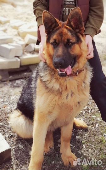 Немецкая овчарка вязка