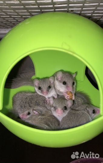 Африканские сони (африканская соня)