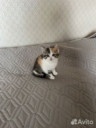 Котёнок мальчик в добрые руки
