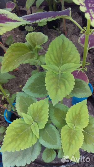 Колеус Блюме