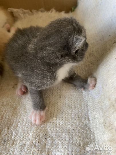 Котята в добрые руки бесплатно