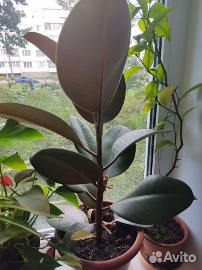 Фикус каучуконосный