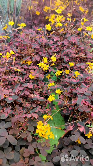 Пищевые цветы