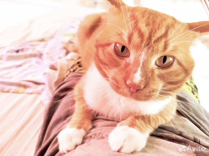 Преданный и любящий рыжий котик ищет дом