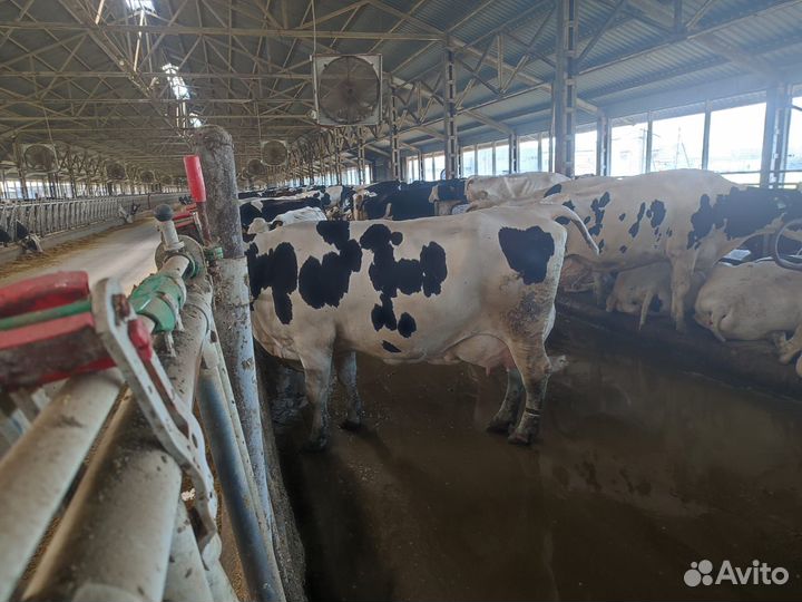 Коровы высокоудойные