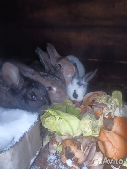 Продам кроликов