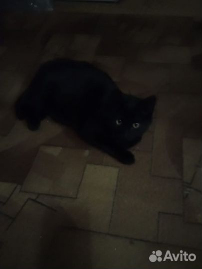 Котята выживают на даче