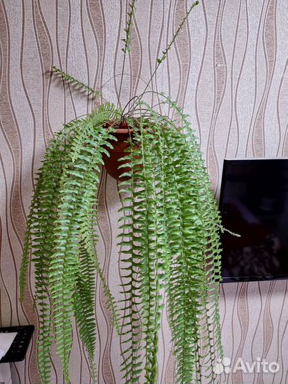 Папоротник комнатный